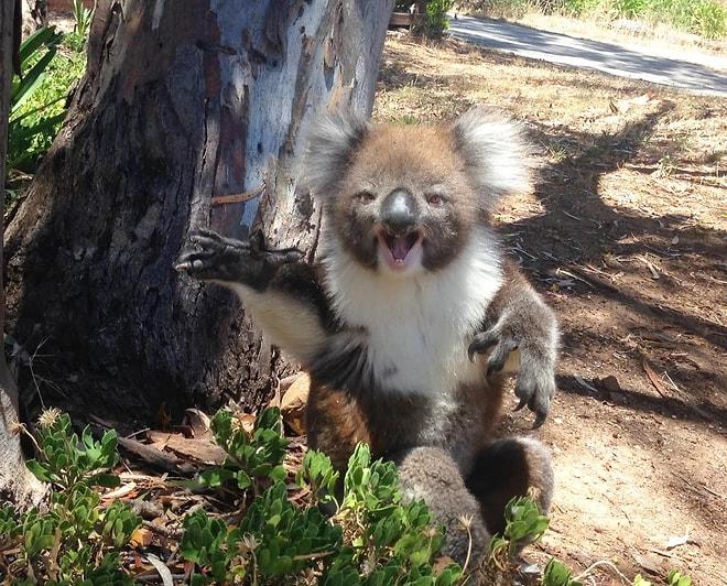 Arkadaşı Tarafından Ağaçtan Kovulduktan Sonra Ağlayan Duygusal Koala
