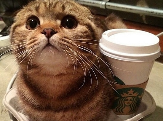 12 кошек с типичными привычками всех девушек