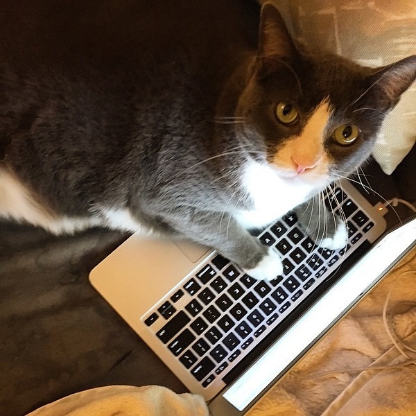 4. Надо обязательно запостить фотки в Твиттер!