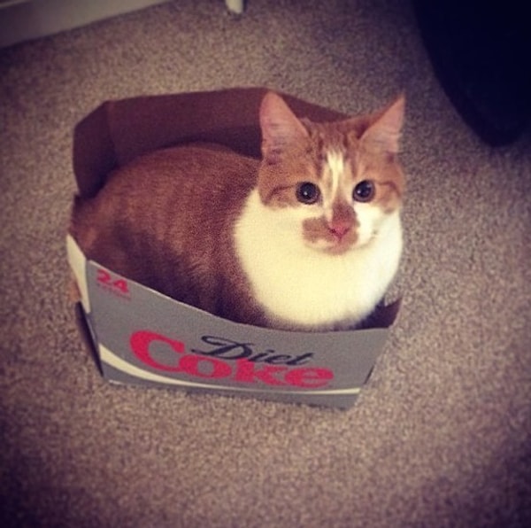 10. Ну и кто взял мою последнюю диететическую колу?