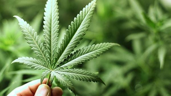 27. Marijuana tüketimi ABD'deki eyaletlerin ve diğer ülkelerin yarısında serbest olacak.