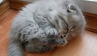 Kedilerin Profesyonel Uykucu Olduğunu Kanıtlayan 22 Mıncırılası Derecede Tatlı Kedi