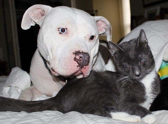 Три ослепленные кошки нашли поддержку и заботу у двух питбулей