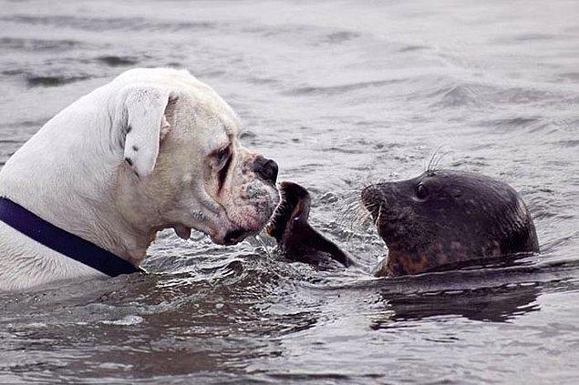 Köpek ve Fok Balığı