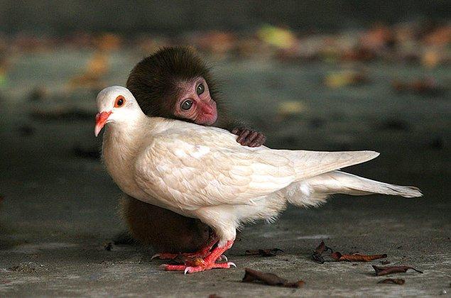 Maymun ve Güvercin