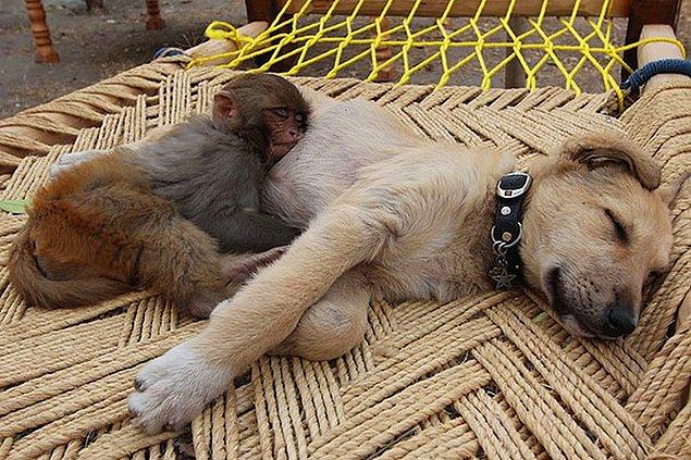 Maymun ve Köpek