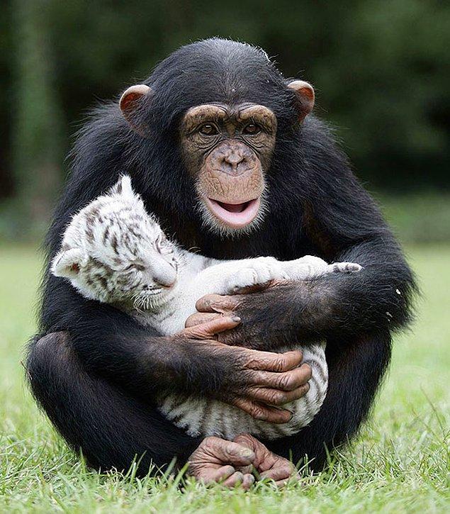 Şempanze ve Kaplan