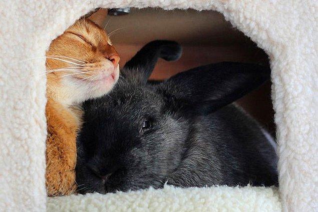 Tavşan ve Kedi