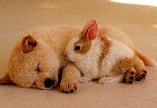 Tavşan ve Köpek