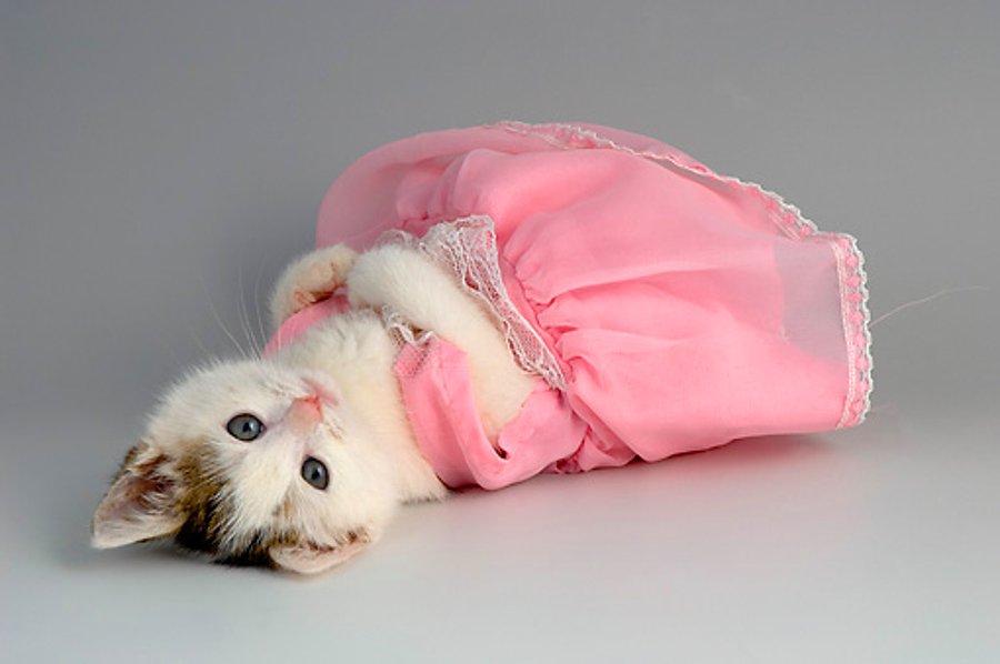 19 Acinasi Ornekle Kedilere Kiyafet Giydirmenin Cok Buyuk Acimasizlik Olmasi