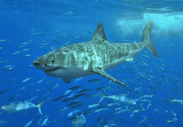 Büyük beyaz köpek balığı, nesli tükenme tehlikesinde olan bir tür.