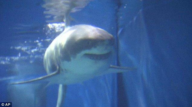 Yakalanan köpek balığının cinsiyeti erkekti ve boyut olarak biraz küçüktü.