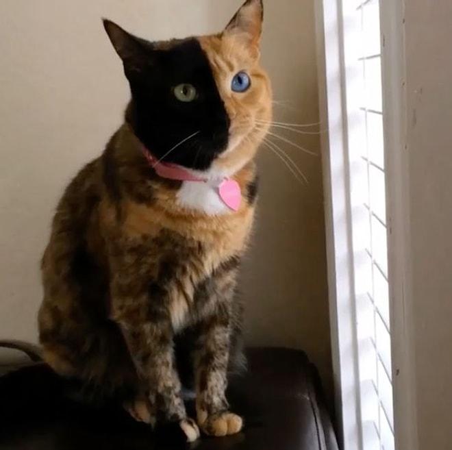 İkiyüzlü Kedi "Venus"