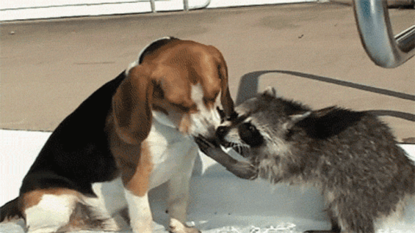 11. Köpeğiniz çikolata yemeye çalıştığında ilk o yetişir.