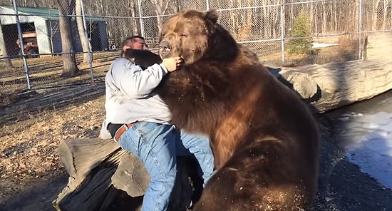 Огромный медведь играет с мужчиной