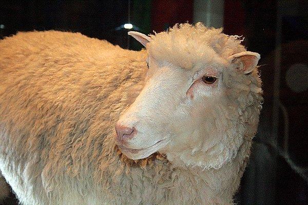 5. Genetik kopyalama yöntemiyle 1996'da üretilen ilk memeli hayvan olan Dolly adlı koyun da klonlandı.