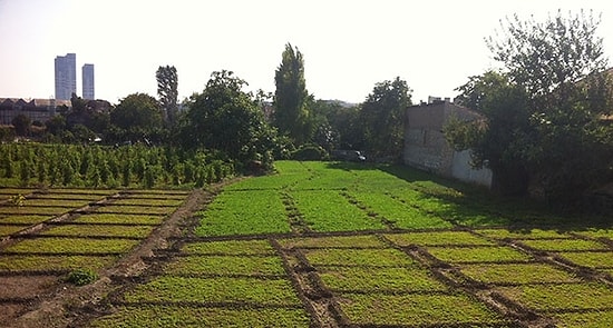 Yedikule Bostanları İçin 'Yıkım' Yeniden Gündemde