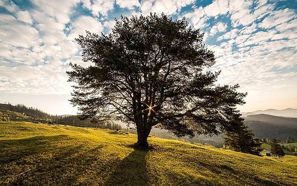 15. Bir insanın yıllık ihtiyaç duyduğu oksijen miktarı 183 kg'dir. Bu miktar 15-20 ağacın yıllık üretimine denktir.