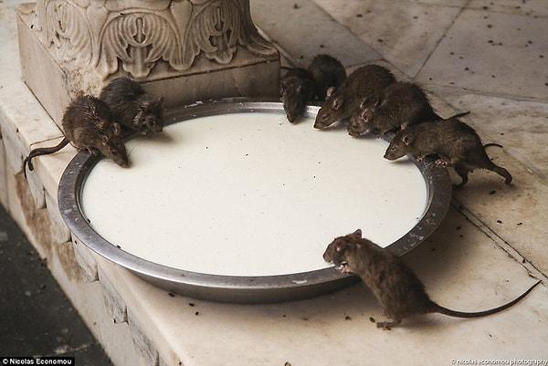 Fareler çoğu kültürde haşarat olarak görülse de Hindistan'daki bu tapınakta 20.000 fareye tapılıyor ve hayat onların varlığı göz önüne alınarak sürüyor.