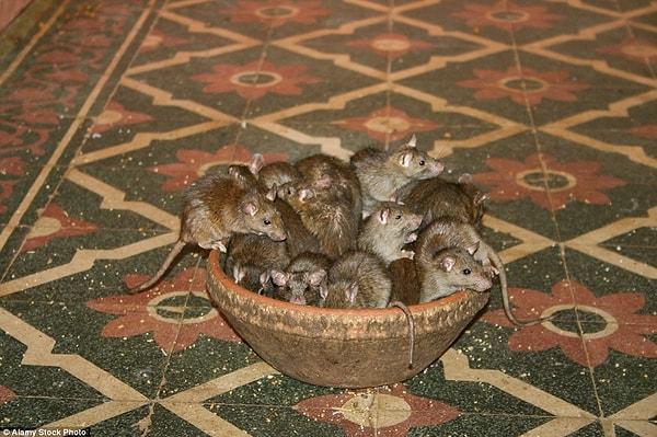 Tapınaktaki din adamları farelere aşırı bağlı, ziyaretçileri de dikkatli olmaları ve onları rahatsız etmemeleri konusunda uyarıyorlar.