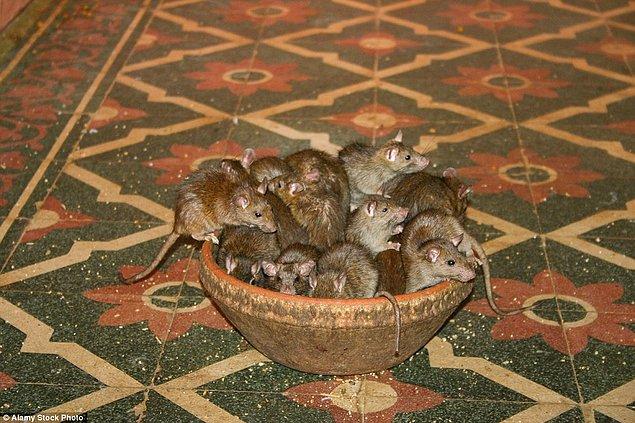 Tapınaktaki din adamları farelere aşırı bağlı, ziyaretçileri de dikkatli olmaları ve onları rahatsız etmemeleri konusunda uyarıyorlar.