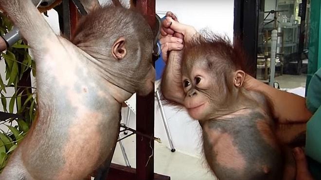 Bebek Orangutanlar Hayatlarında İlk Kez Birbirleriyle Karşılaşılıyor