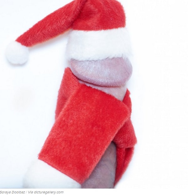 Вот, к примеру, праздничный, рождественский пенис.