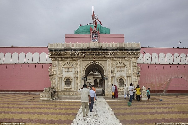 Здесь дотронувшаяся до вас крыса сулит удачу, а встретить крысу-альбиноса - большой успех!