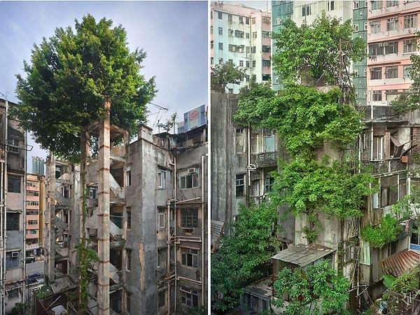 2. Ağaçların betona karşı zaferi, Hong Kong