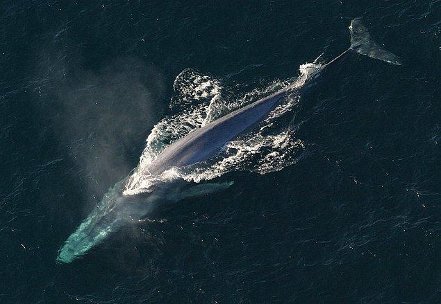4. Bir mavi balinanın kalbi, küçük bir otomobil büyüklüğündedir ve bazı arterleri bir insanın içinden yüzerek geçebileceği genişliktedir.