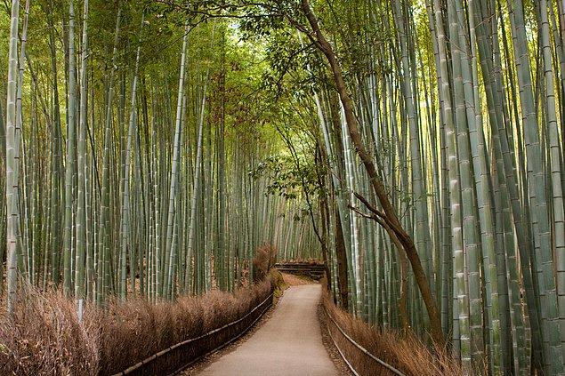 13. Japonya'da bulunan Sagano Bamboo Ormanı'nda rüzgar estiği zaman çıkan ses, Japon hükümeti tarafından oy birliği ile kesinlikle korunması gereken sesler kategorisine dahil edilmiş.