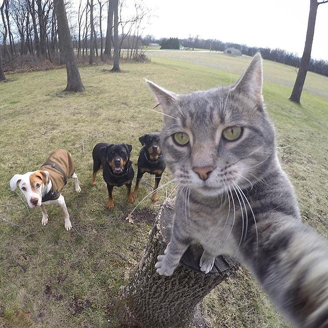 Fotoğraf Çekme Konusunda Senden Benden Daha İyi Olan Kediden 13 Selfie