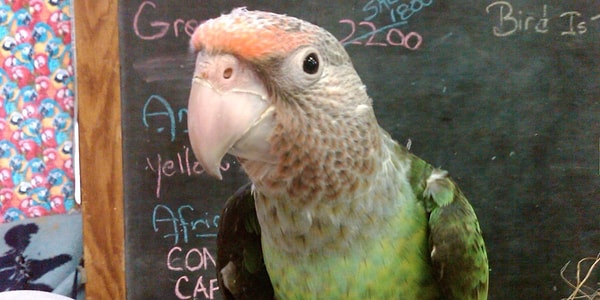 7. Животные, оставленные в самолете.