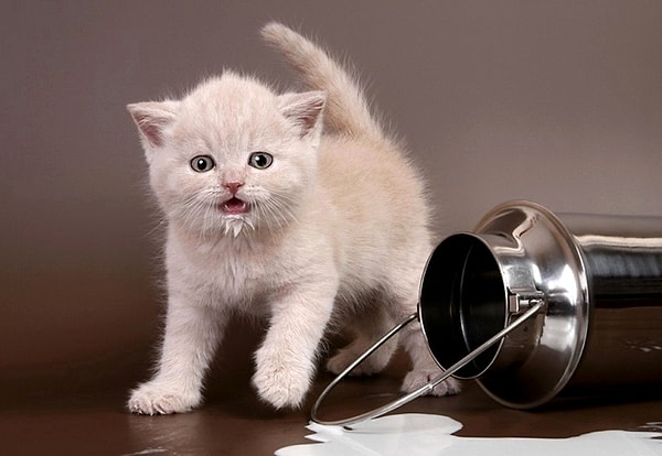 14. Я просто кормлю своего ребенка!