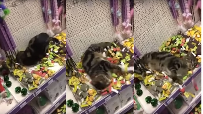 Yanlışlıkla Girilebilecek En Güzel Yere Giren Kedi Mağazanın Altını Üstüne Getirdi