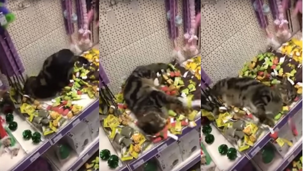 Yanlışlıkla Girilebilecek En Güzel Yere Giren Kedi Mağazanın Altını Üstüne Getirdi