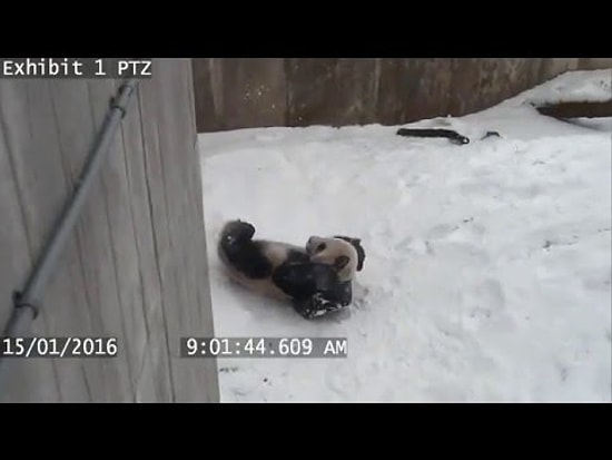 Karın Keyfini Doyasıya Çıkaran Muzur Panda