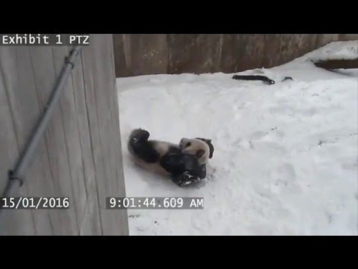 Karın Keyfini Doyasıya Çıkaran Muzur Panda