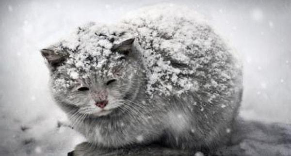 Soğuk havalar sadece insanları değil hayvan dostlarımızı da oldukça etkiliyor.
