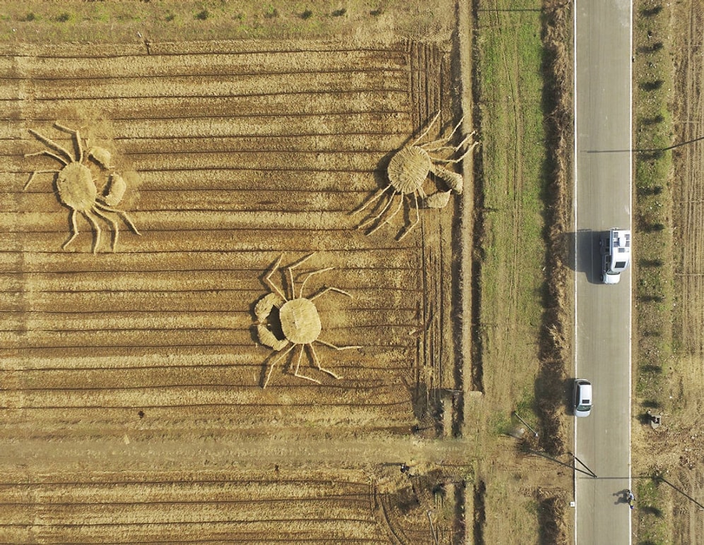 Çinli Sanatçıların Şanghay'daki Hava Kirliliğini Protesto Etmek İçin Samandan Yaptığı Dev Yengeçler