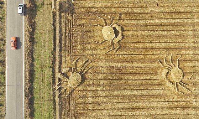 Saman yakmayı durdurmak ve alternatif uygulamalar hakkında çiftçileri bilgilendirmek isteyen sanatçılar da samanı, pirinç tarlalarında dev yengeçler inşa etmek için kullanıyor.