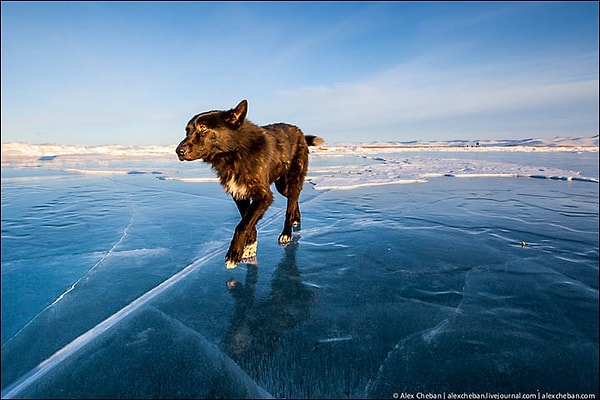 25. Этот пес совершенно один на льду, он словно вышел из сказки...