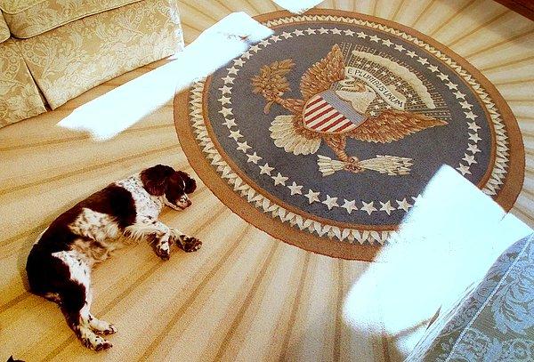 19. George W. Bush'un köpeği "Spot", 2001 yılında Oval Ofis'te uyurken.