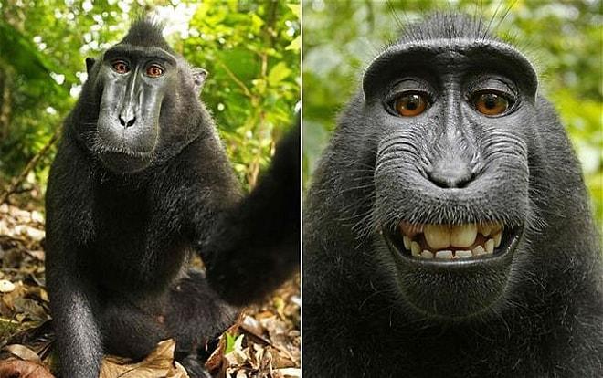 Maymun Naruto, ‘selfie’ davasını kaybetti