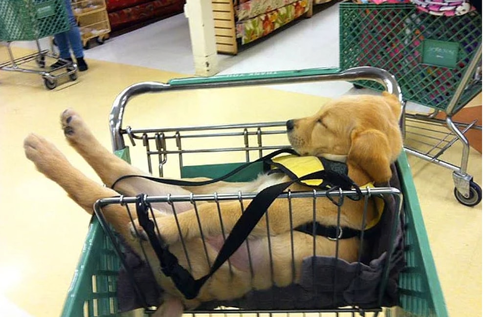 18 собак, имеющих привычку спать в совершенно неожиданных местах