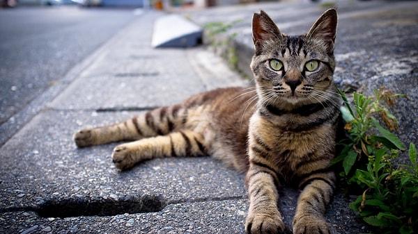 5. Ortalama bir kedinin ömrü 16 sene. Sokakta ise en fazla iki ya da üç yıl yaşayabiliyorlar.