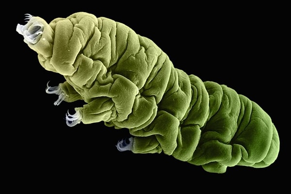 Тихоходки известны как экстремофильные микроорганизмы, которые способны существовать и размножаться в экстремальных условиях окружающей среды: при низких (4 °С) и высоких (60 °С и выше) температурах, при высоком давлении (на дне океанов), при высоких уровнях радиации и др.