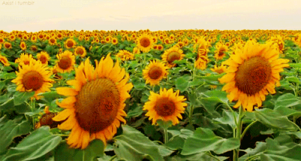 Güneş kreminin derideki radikalleri tutarak UV sonucu çıkan zararlı radikallerle eşleşmeyi önlediği için kanserden koruduğunu bilirim de, hangi çiçeklerin güneş sevdiğini bilmem.