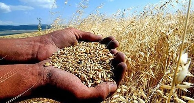 Yılın hangi vakti buğday ekilir, hangi vakti hasat edilir bilmem.