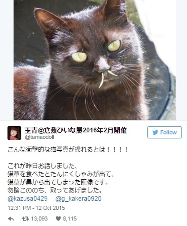 10. Этот кот чихнул кошачьей травой и превратился в мохнатого буйвола.